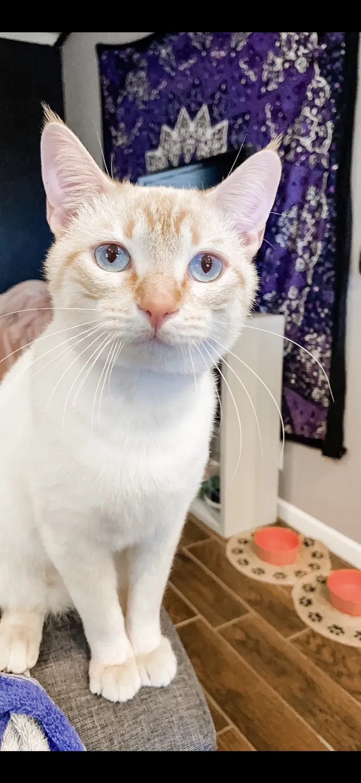 Lost cat in Denton, TX, 76210