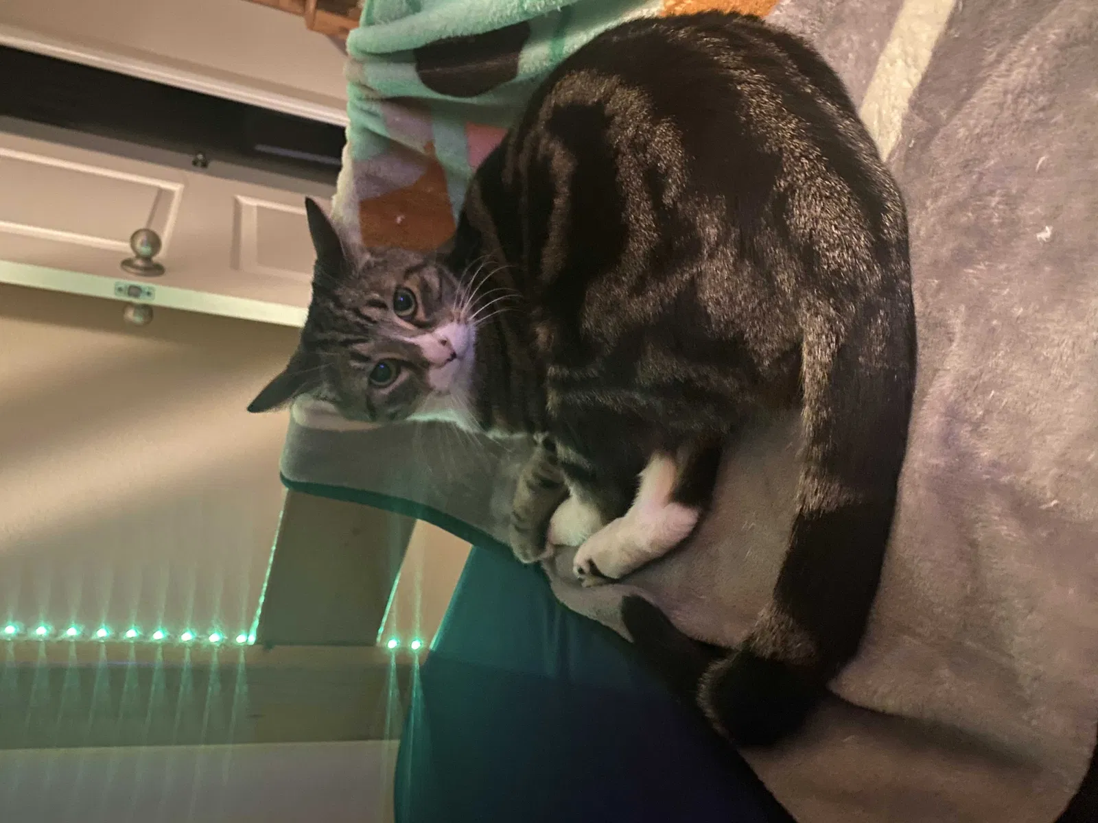 Lost cat in North Richland Hills, TX, 76180