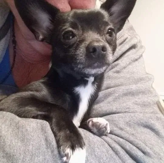 Lost dog in High Springs, FL, 32643