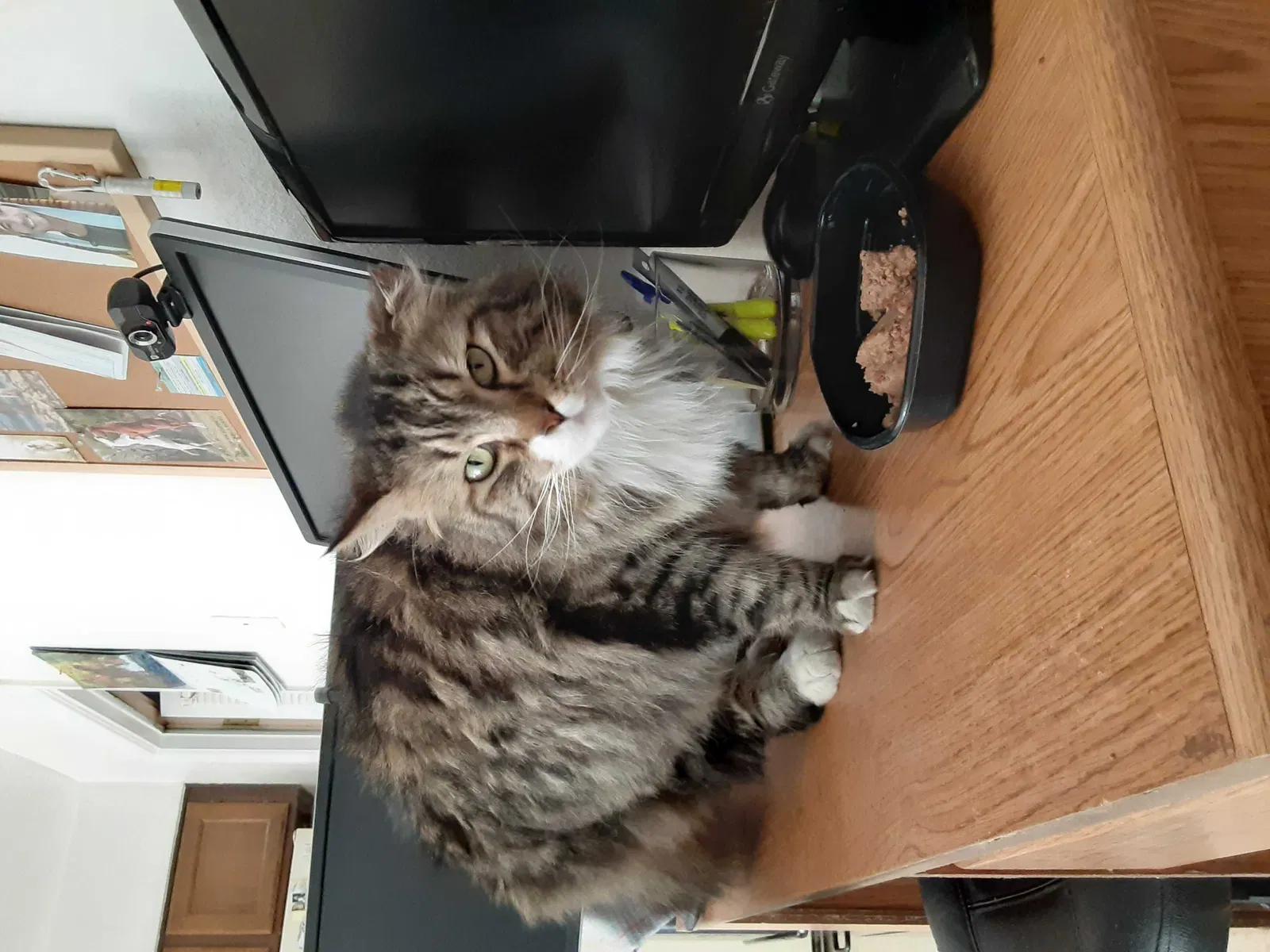 Lost cat in Phoenix, AZ, 85053