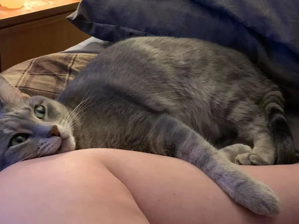Lost cat in Grindstone, PA, 15442