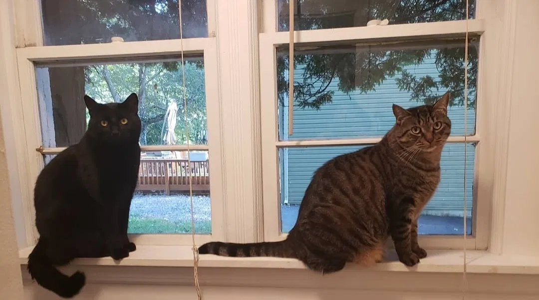 Lost cat in Butler, NJ, 7405