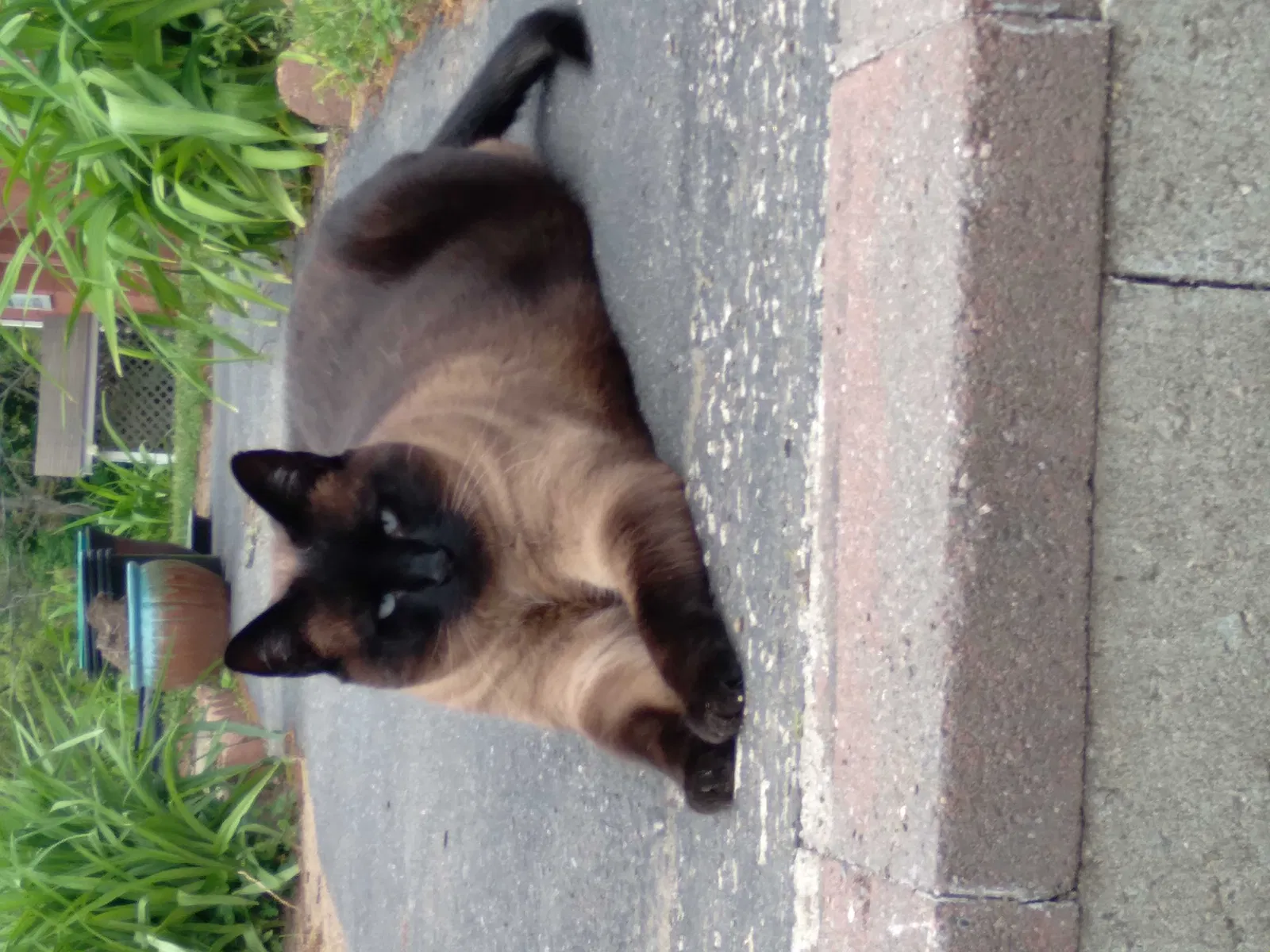Lost cat in Lowell, MA, 1851