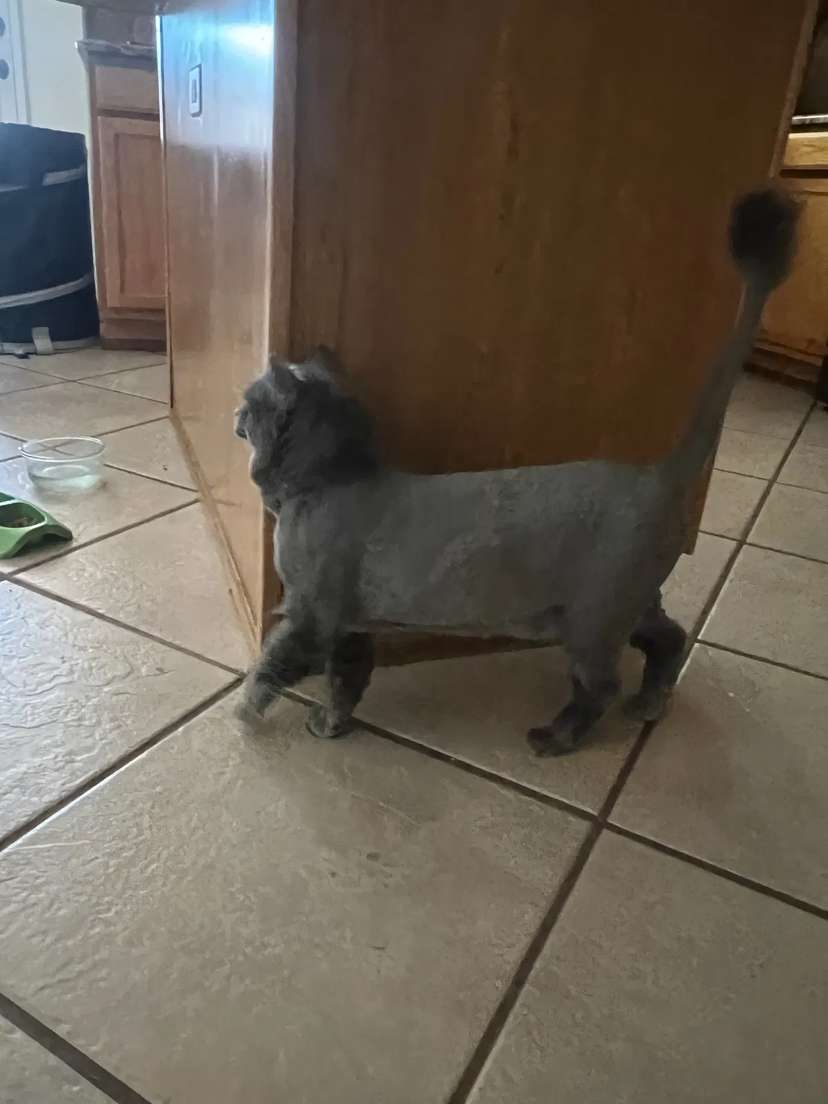 Lost cat in Albuquerque, NM, 87114