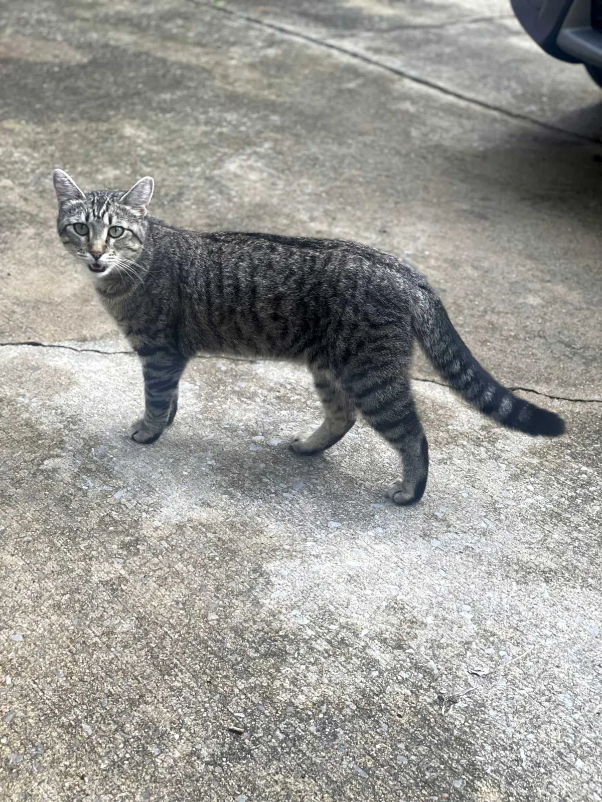 Lost cat in Alabaster, AL, 35007