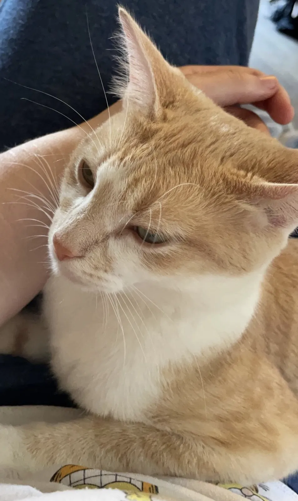 Lost cat in Marshall, MI, 49068