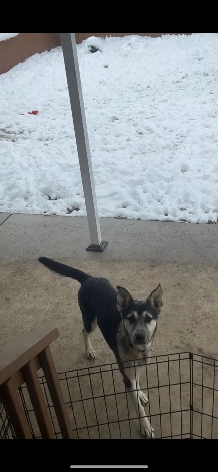 Lost dog in Fountain, CO, 80817