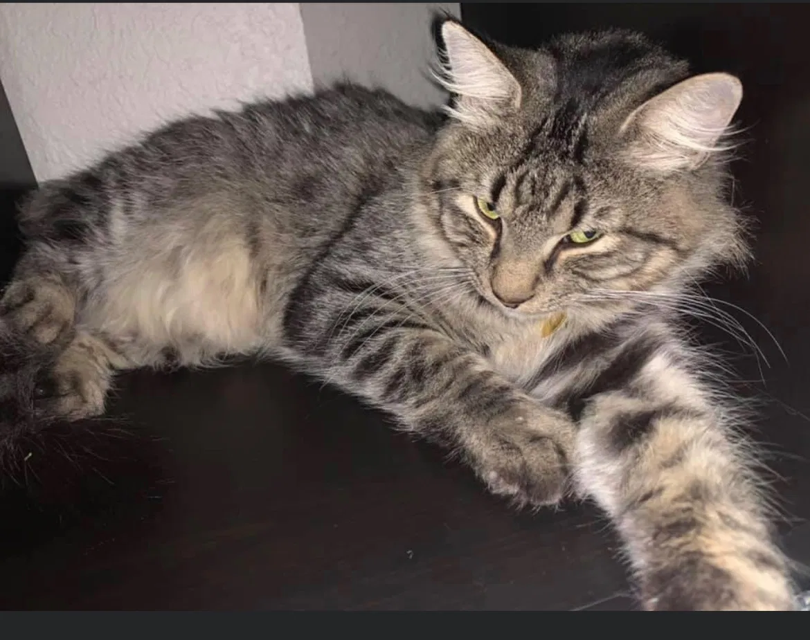 Lost cat in Broomfield, CO, 80020