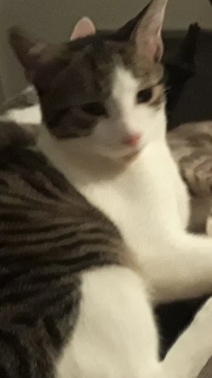 Lost cat in Palm Bay, FL, 32909