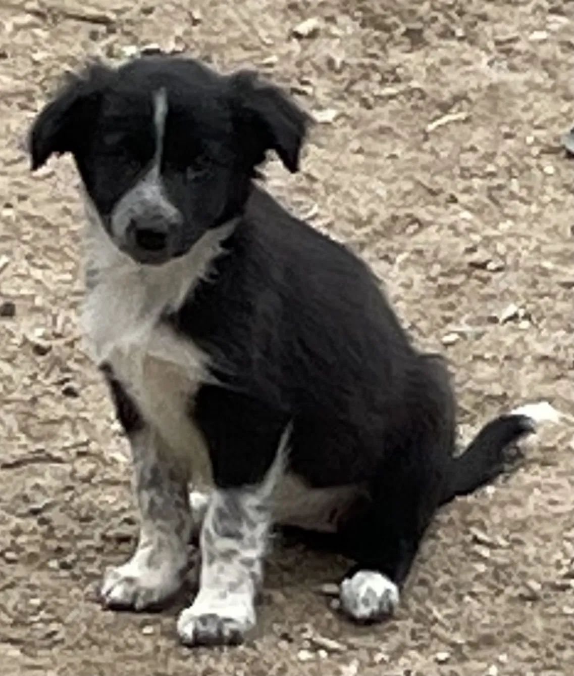 Lost dog in Pueblo, CO, 81005