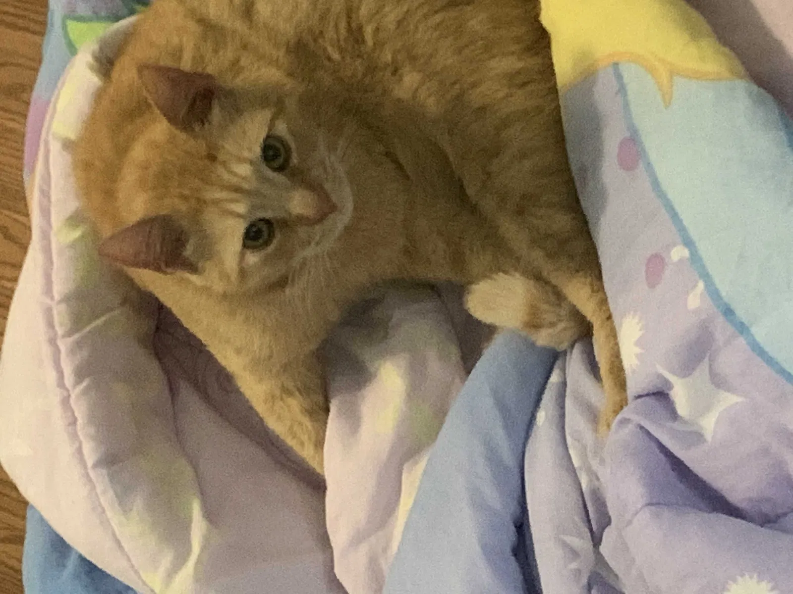 Lost cat in Columbia, TN, 38401