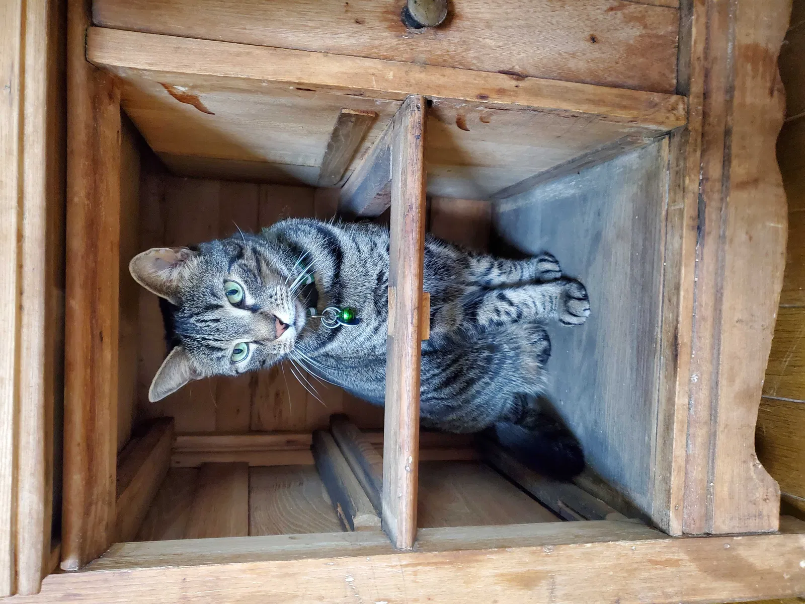 Lost cat in South Plainfield, NJ, 7080