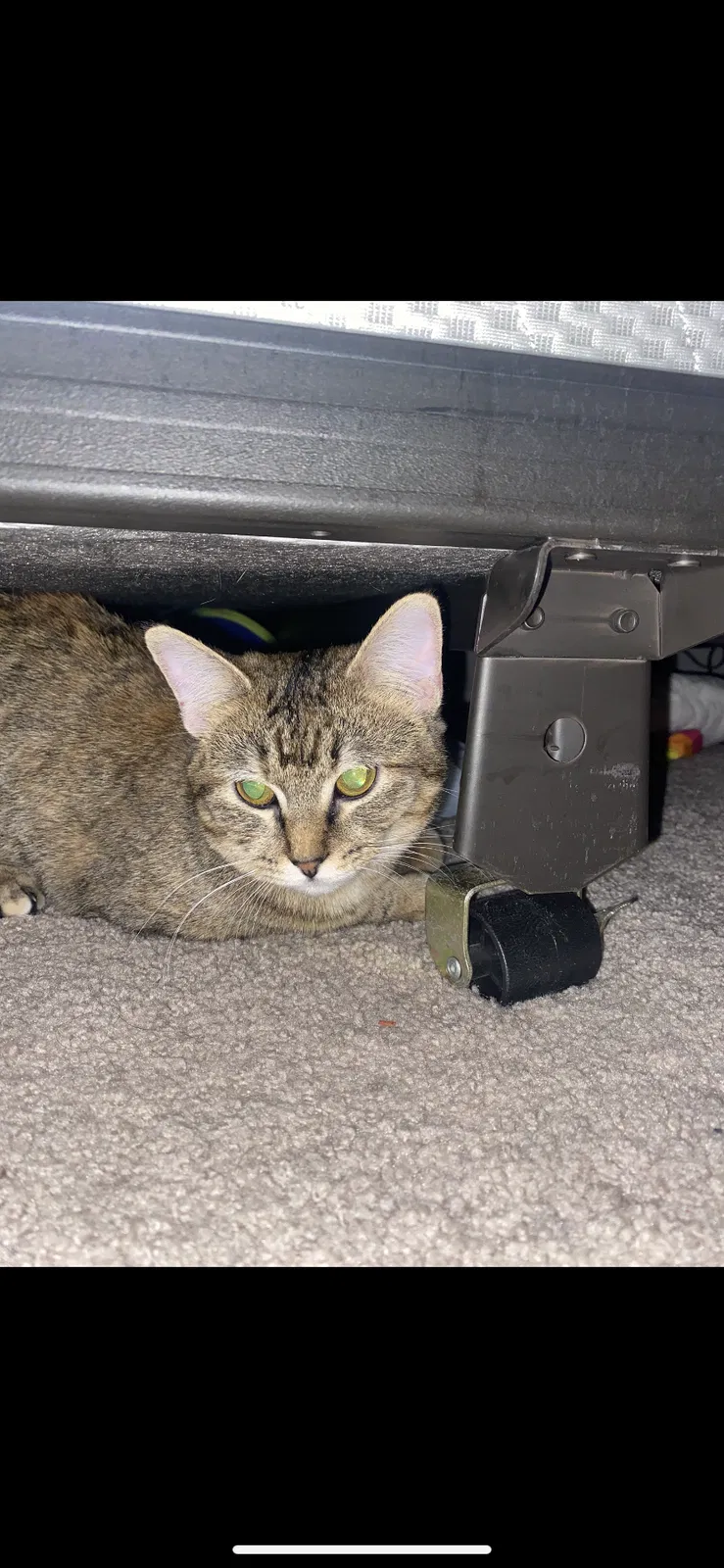 Lost cat in Oklahoma City, OK, 73142