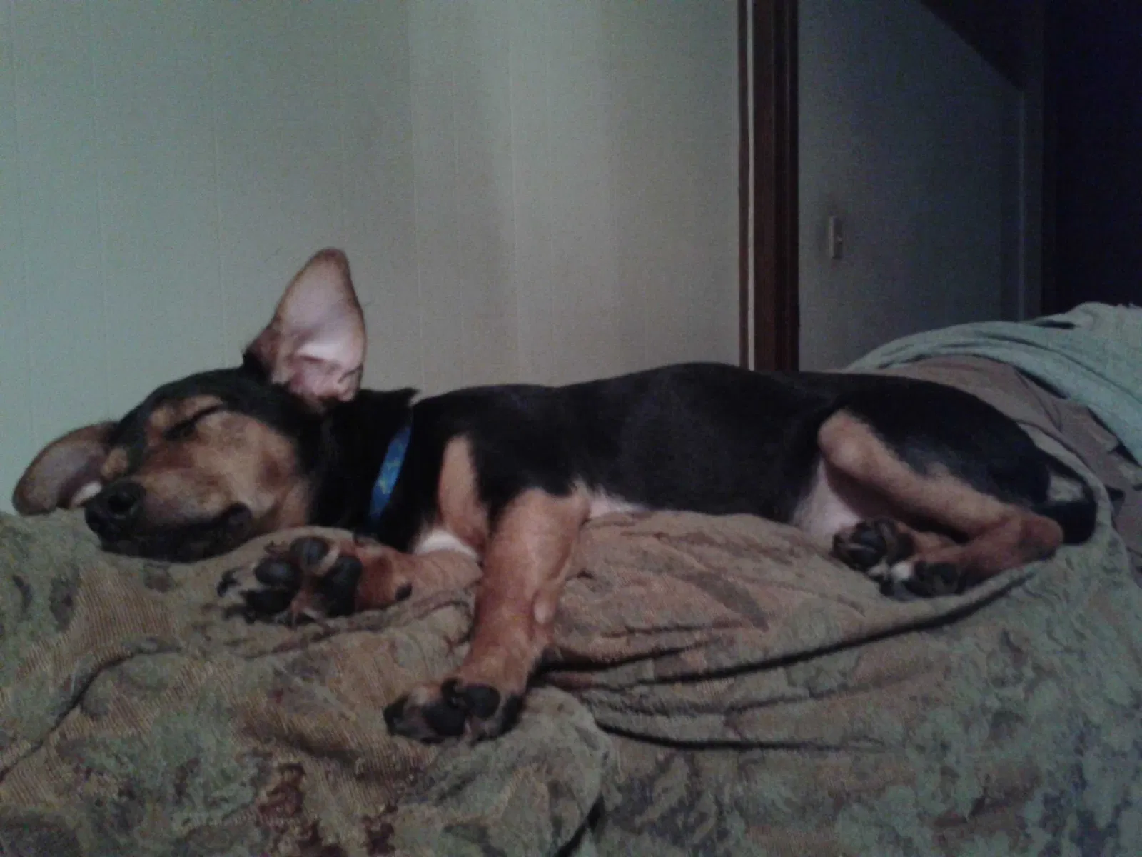 Lost dog in Humble, TX, 77346