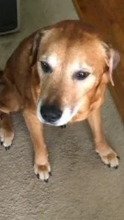 Lost dog in Wichita, KS, 67208