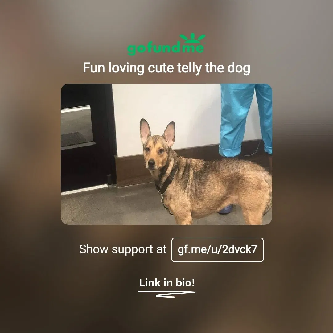 Lost dog in Chattanooga, TN, 37410
