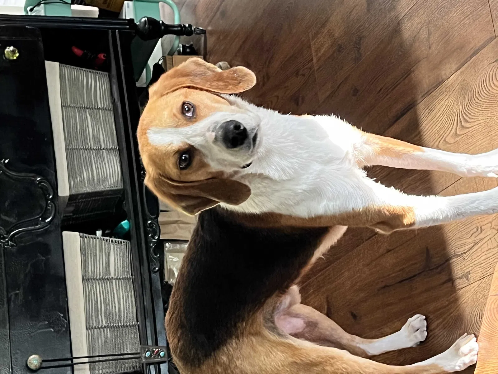 Lost dog in Williamsburg, VA, 23185