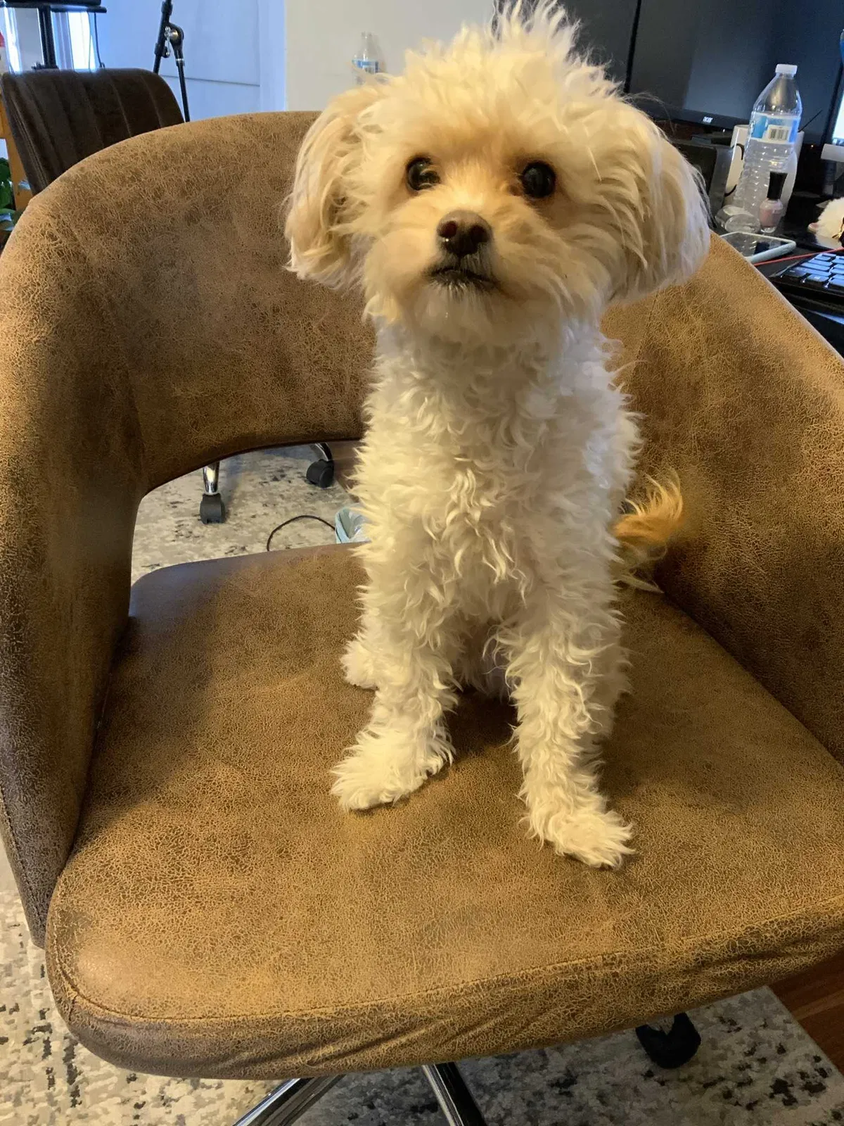 Lost dog in Shrewsbury, NJ, 7702