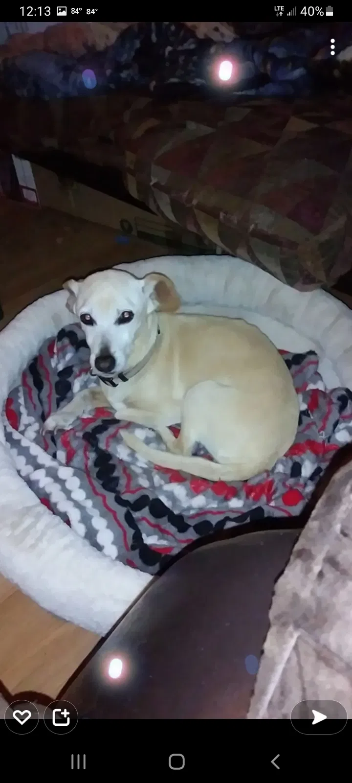 Lost dog in Abilene, TX, 79602