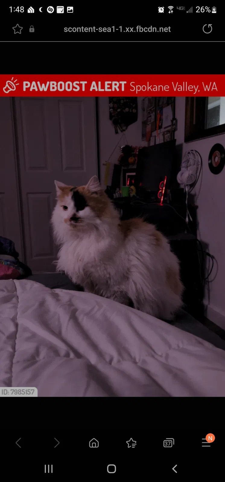 Lost cat in Spokane, WA, 99206