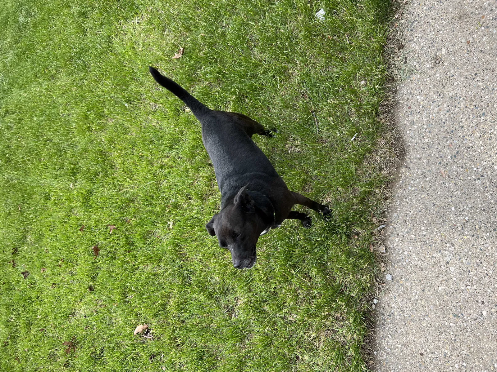 Lost dog in Kalamazoo, MI, 49009
