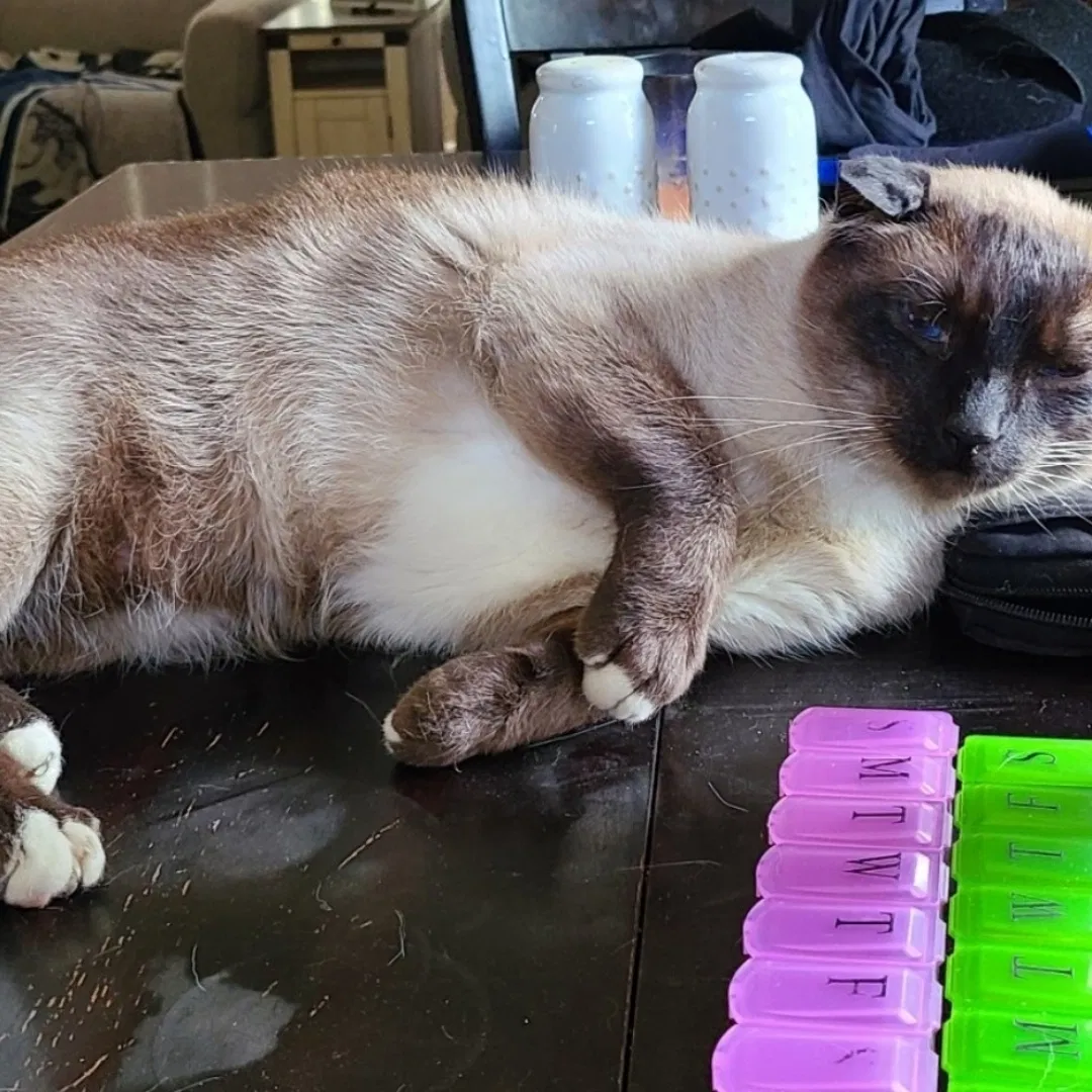 Found cat in Des Moines, IA, 50310