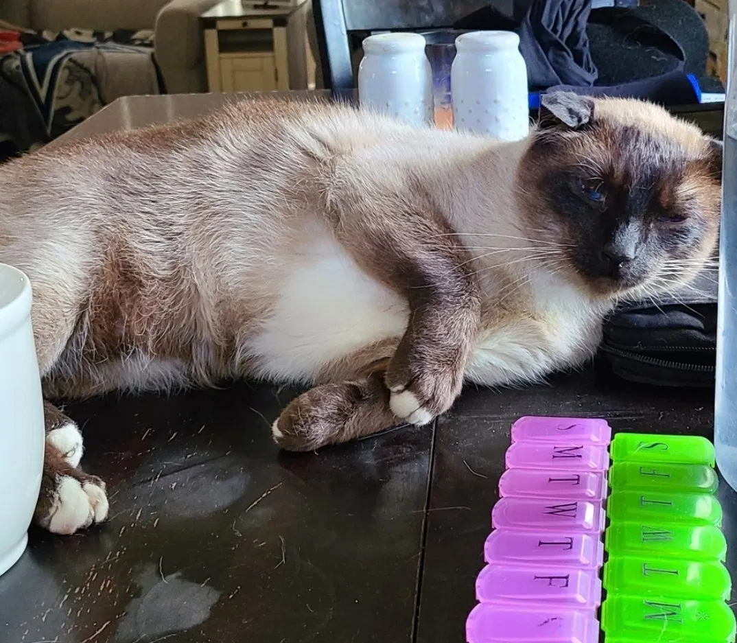Lost cat in Des Moines, IA, 50310