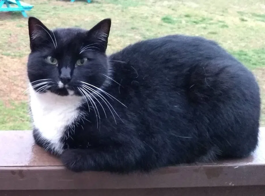Lost cat in Lakeland, FL, 33813