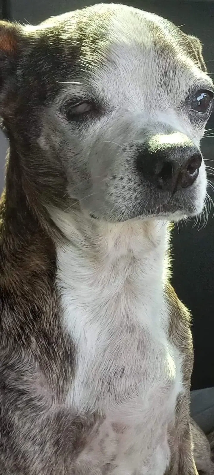 Lost dog in Bartlesville, OK, 74003