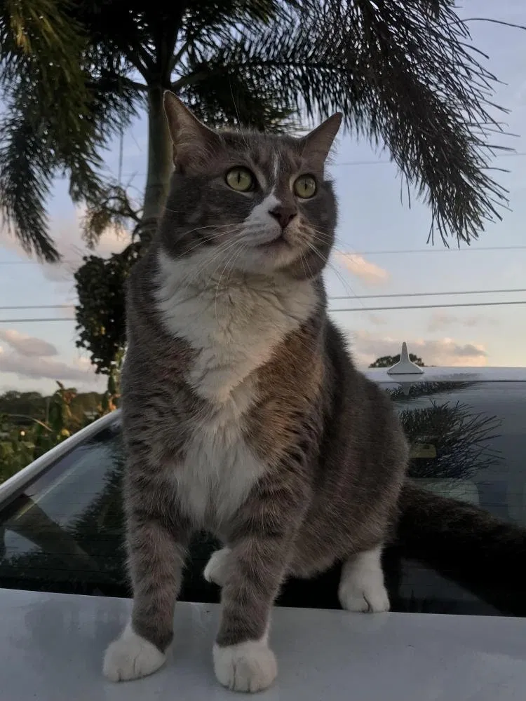 Lost cat in West Palm Beach, FL, 33412