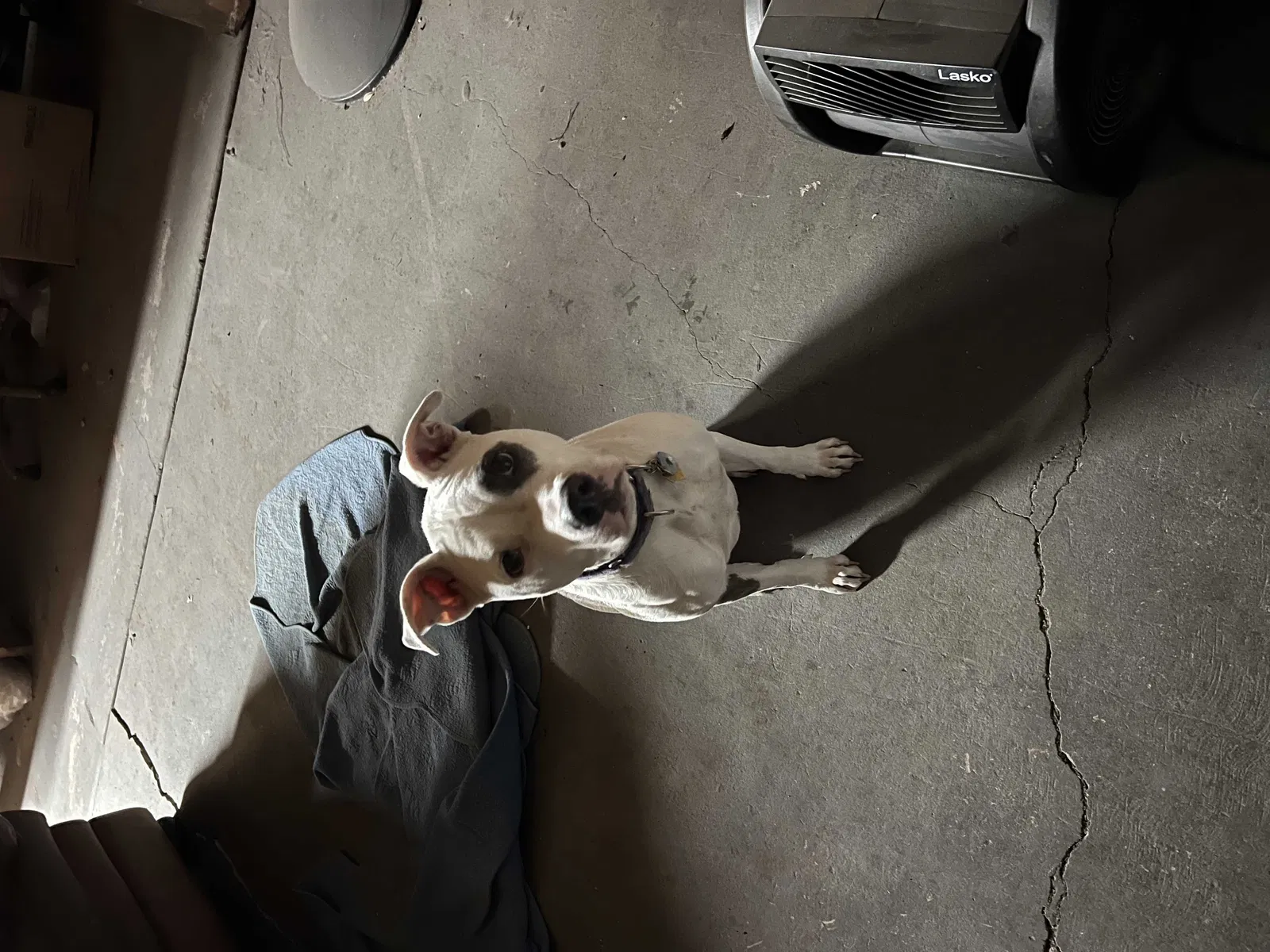 Lost dog in San Antonio, TX, 78221