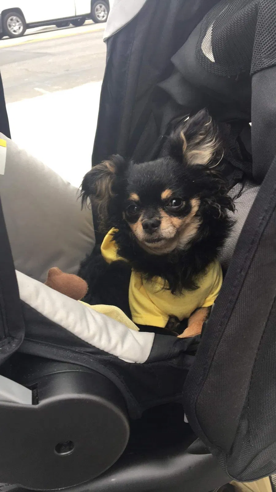Lost dog in Los Angeles, CA, 90004