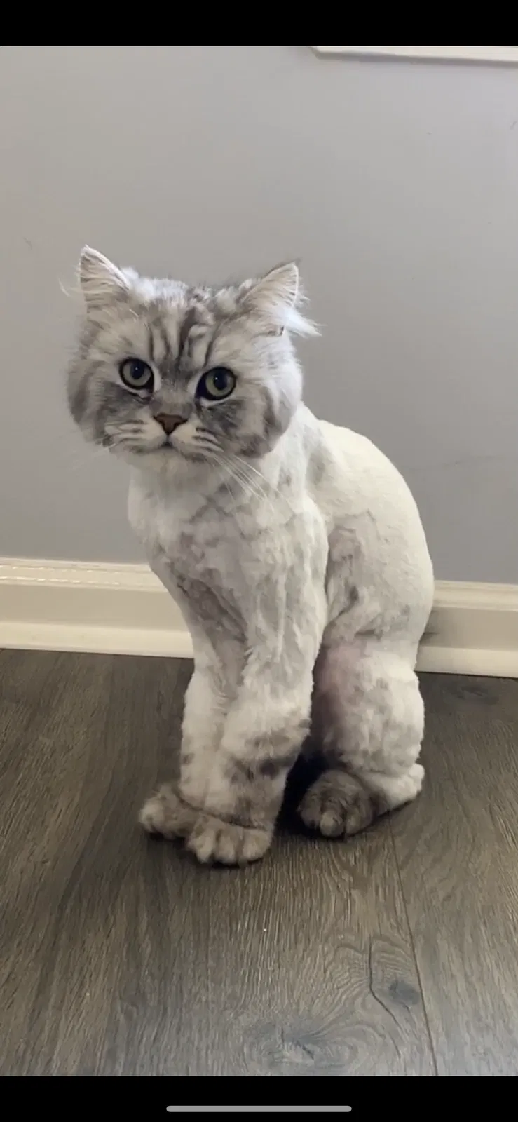 Lost cat in Little Rock, AR, 72211