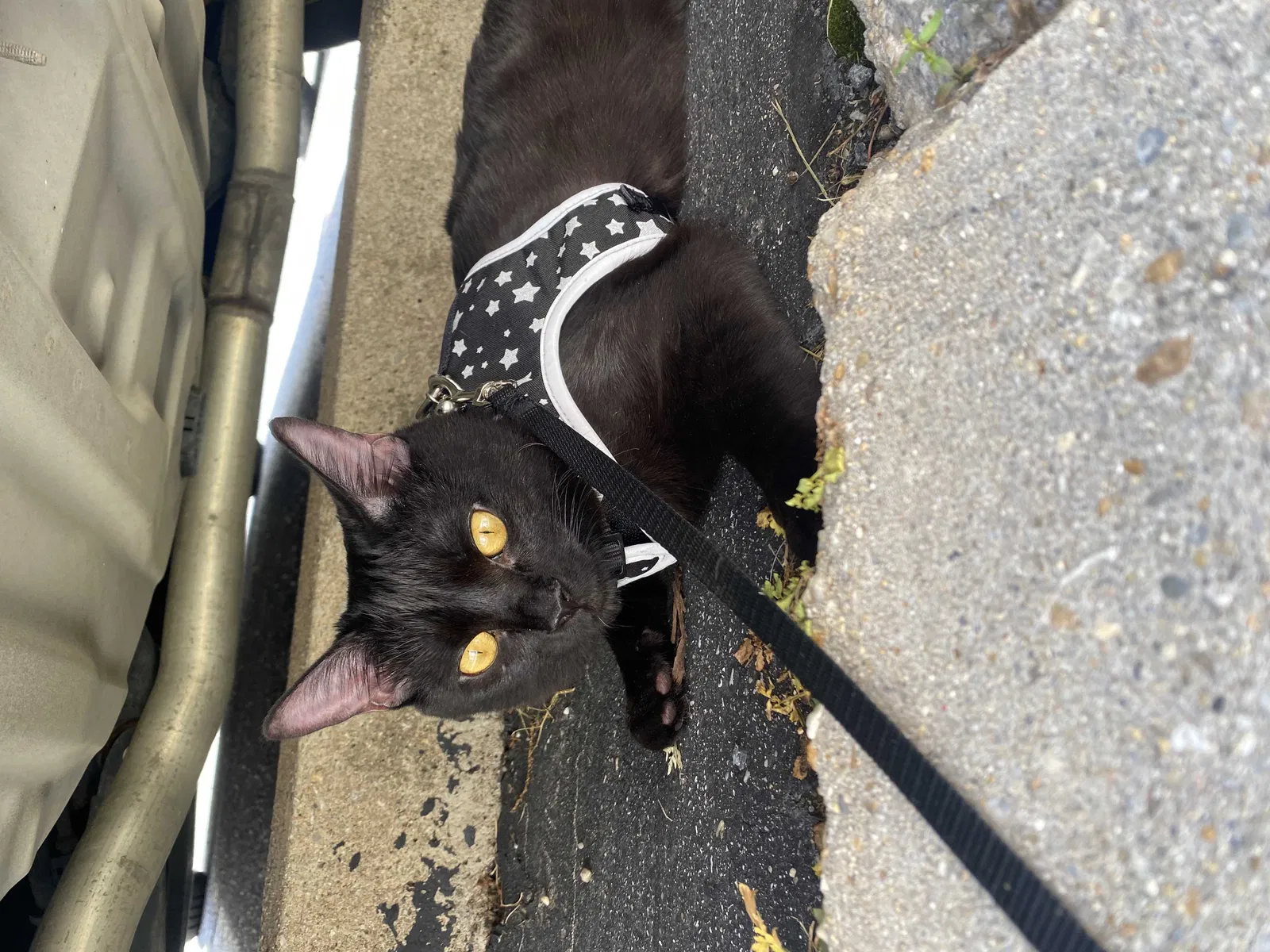 Lost cat in Hyattsville, MD, 20784