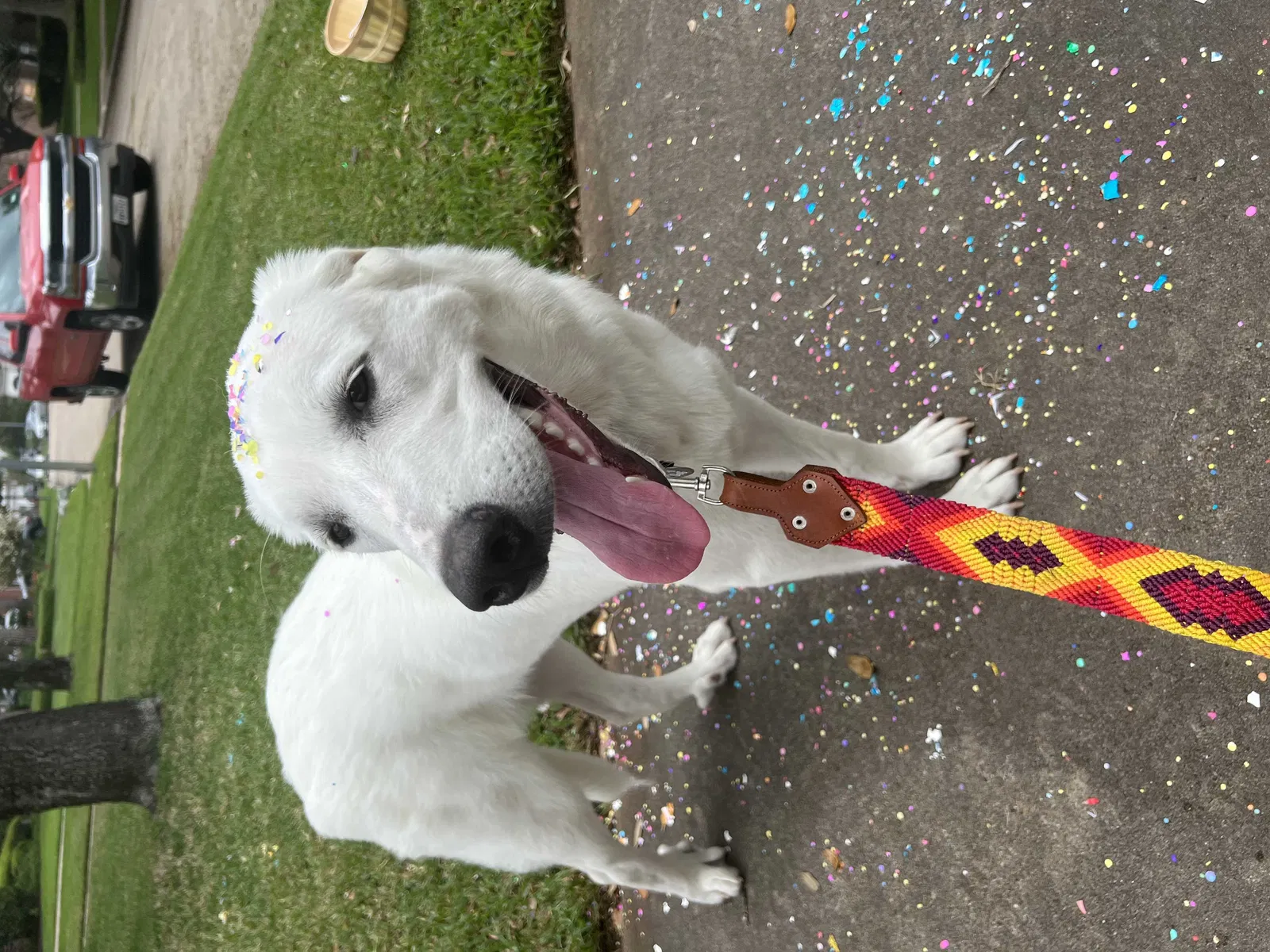 Lost dog in Houston, TX, 77019