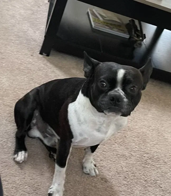 Lost dog in Santa Rosa, CA, 95404
