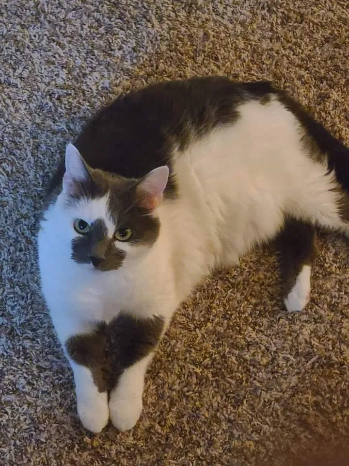 Lost cat in Essex, MD, 21221