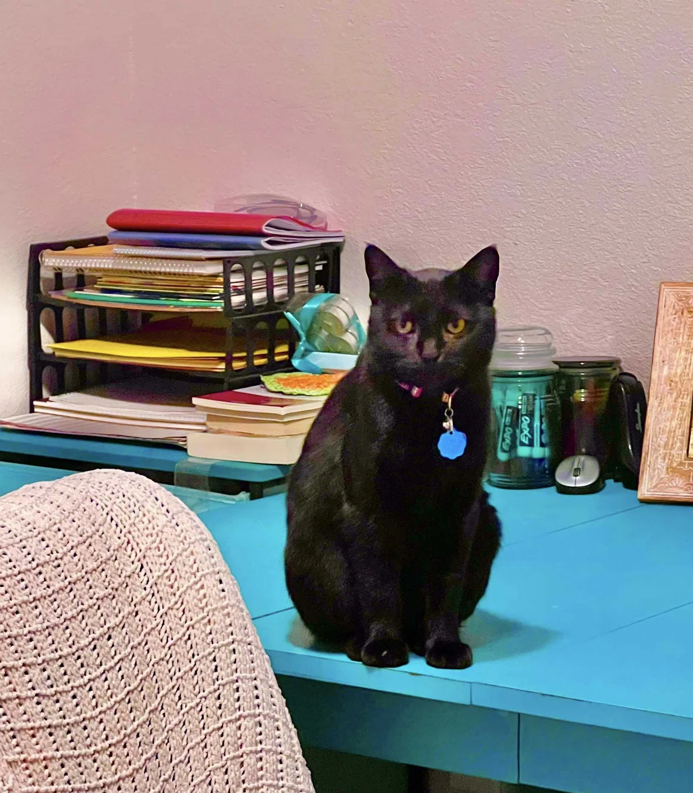 Lost cat in Fort Worth, TX, 76108