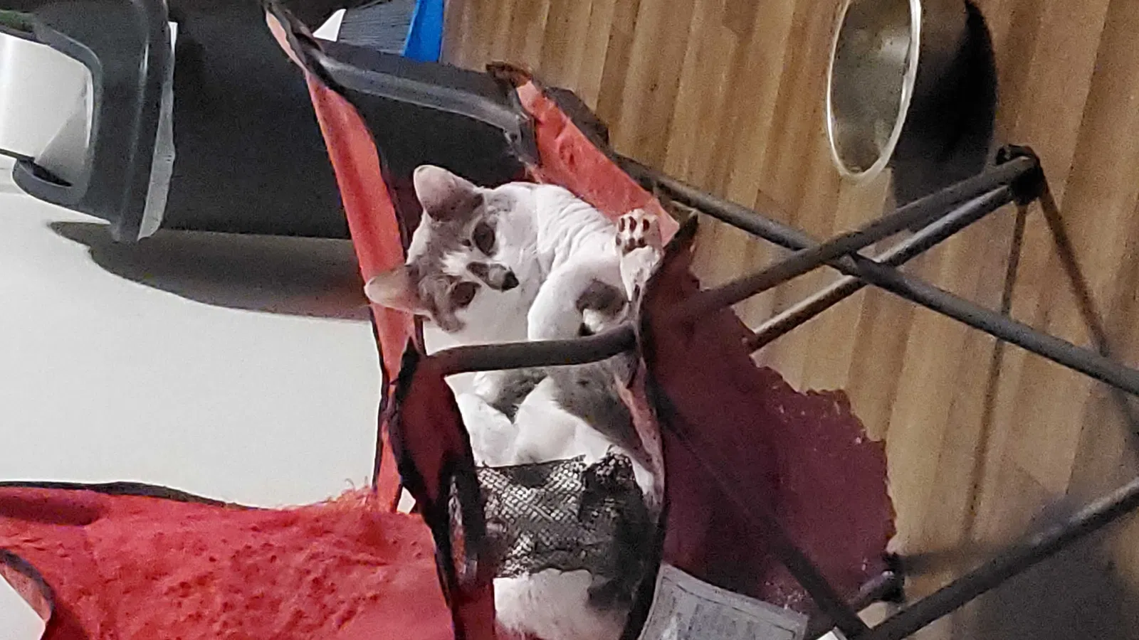 Lost cat in Pendergrass, GA, 30567