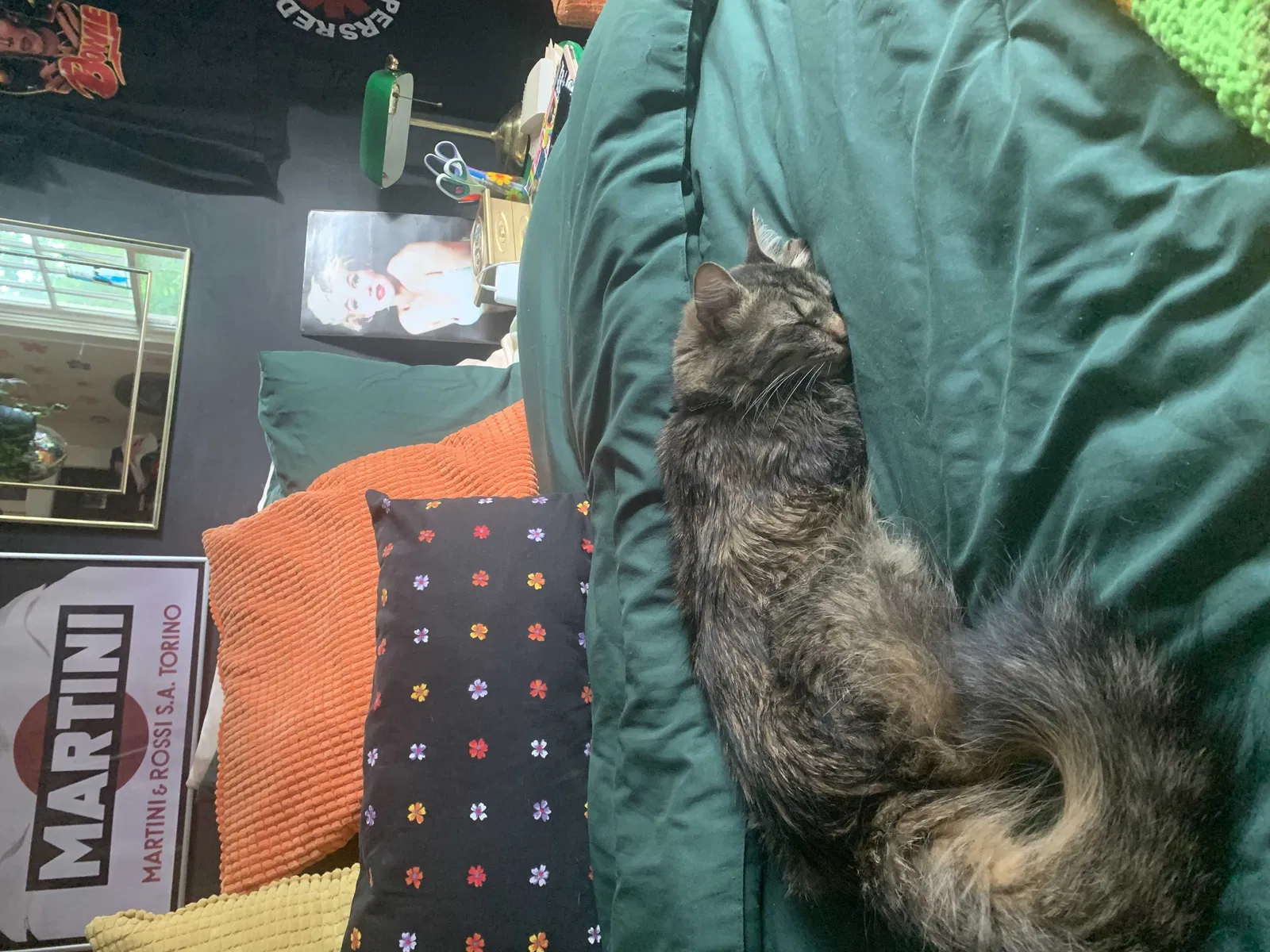 Lost cat in Charlotte, NC, 28204