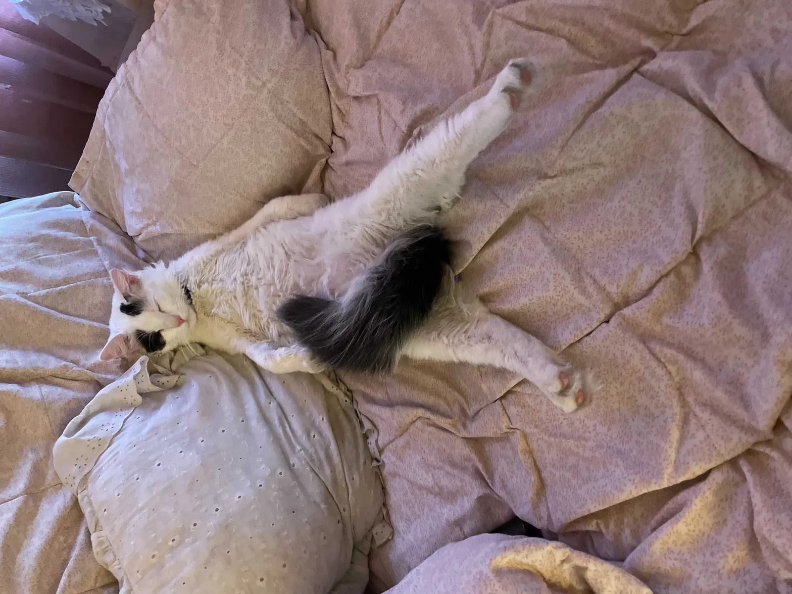 Lost cat in Orange, CA, 92869