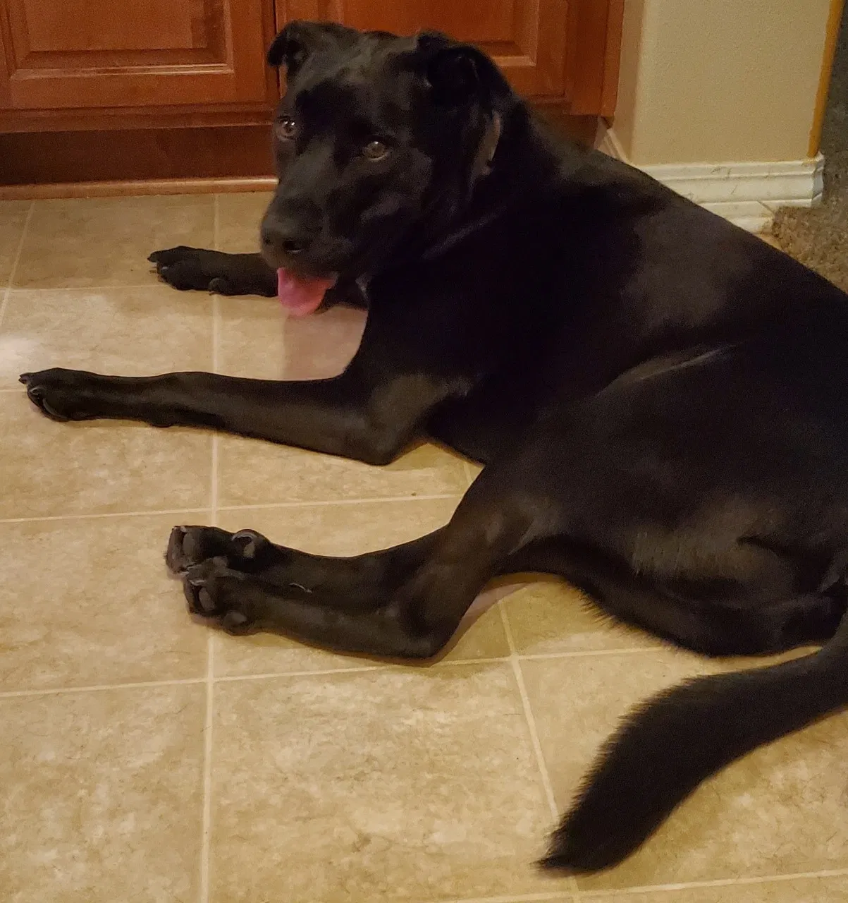 Lost dog in Riverside, CA, 92521