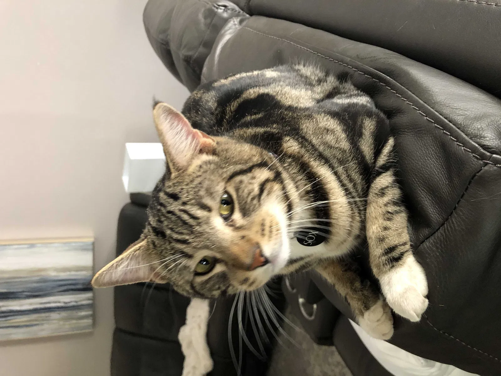 Lost cat in El Paso, TX, 79932