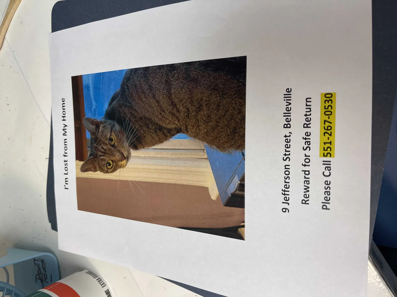 Lost cat in Belleville, NJ, 7109