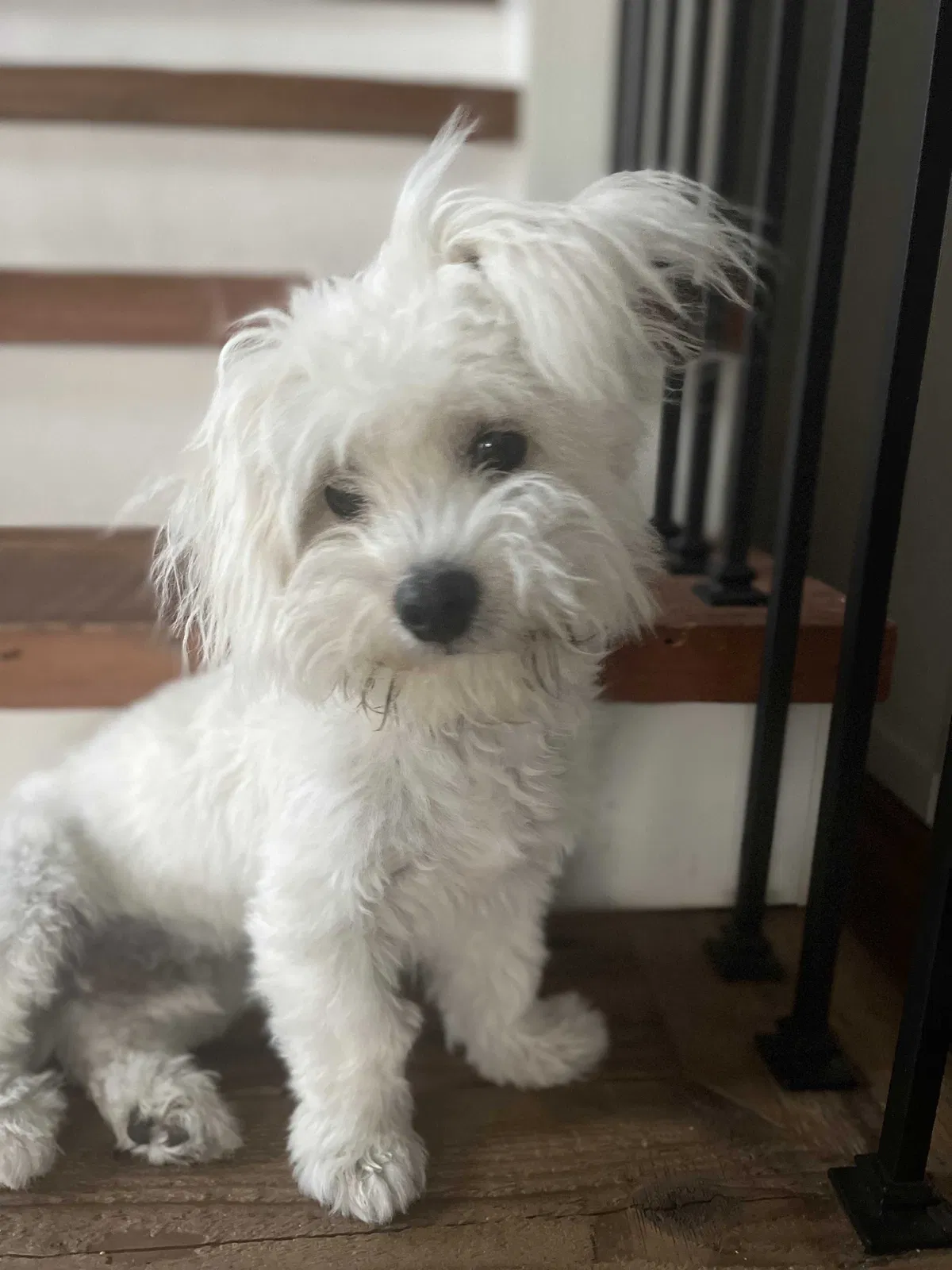 Lost dog in San Diego, CA, 92154