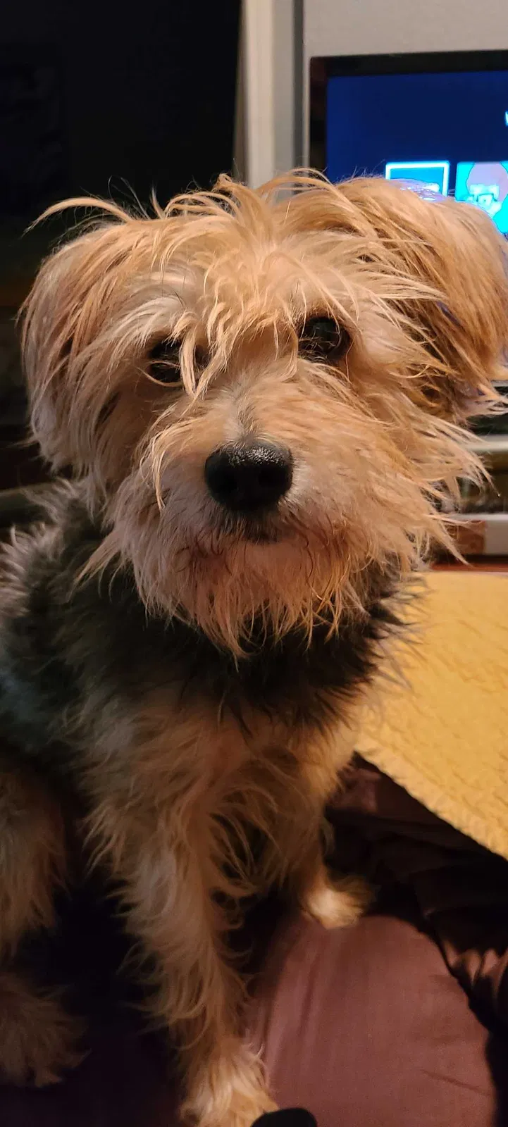 Lost dog in Fort Worth, TX, 76108
