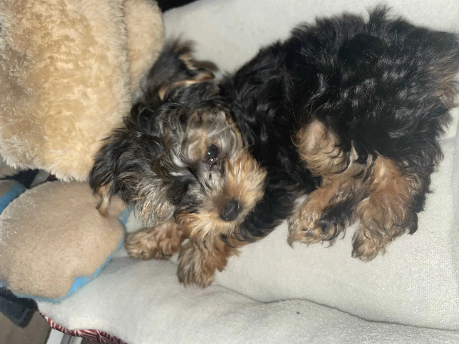 Lost dog in Pomona, CA, 91766