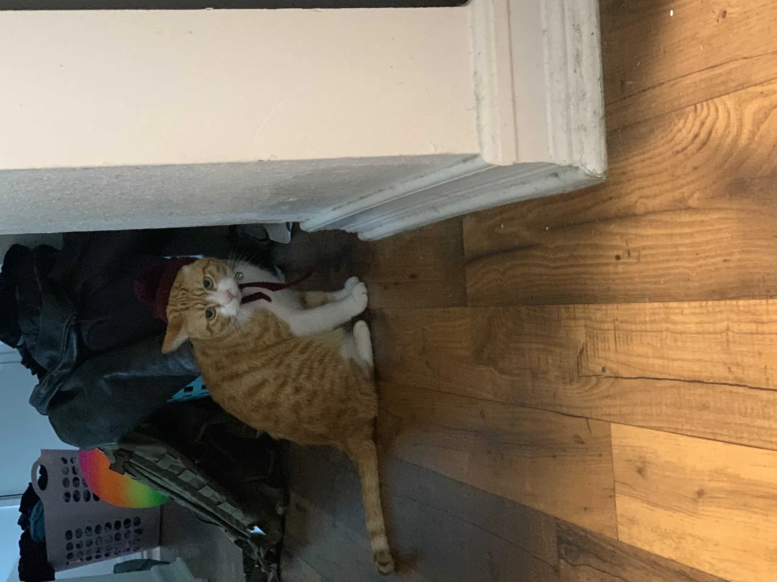 Lost cat in Kirkland, WA, 98034