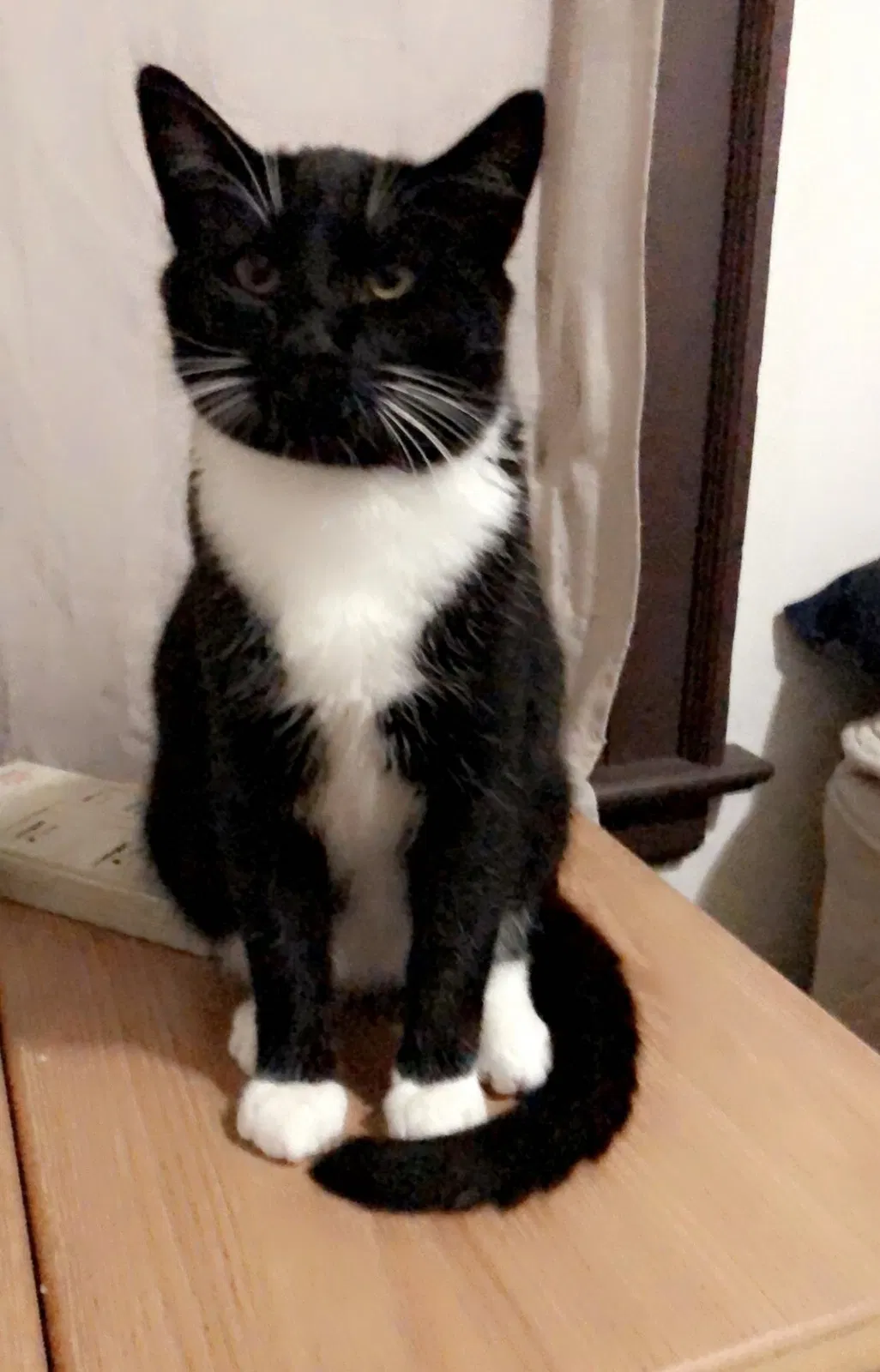Lost cat in Buffalo, NY, 14207
