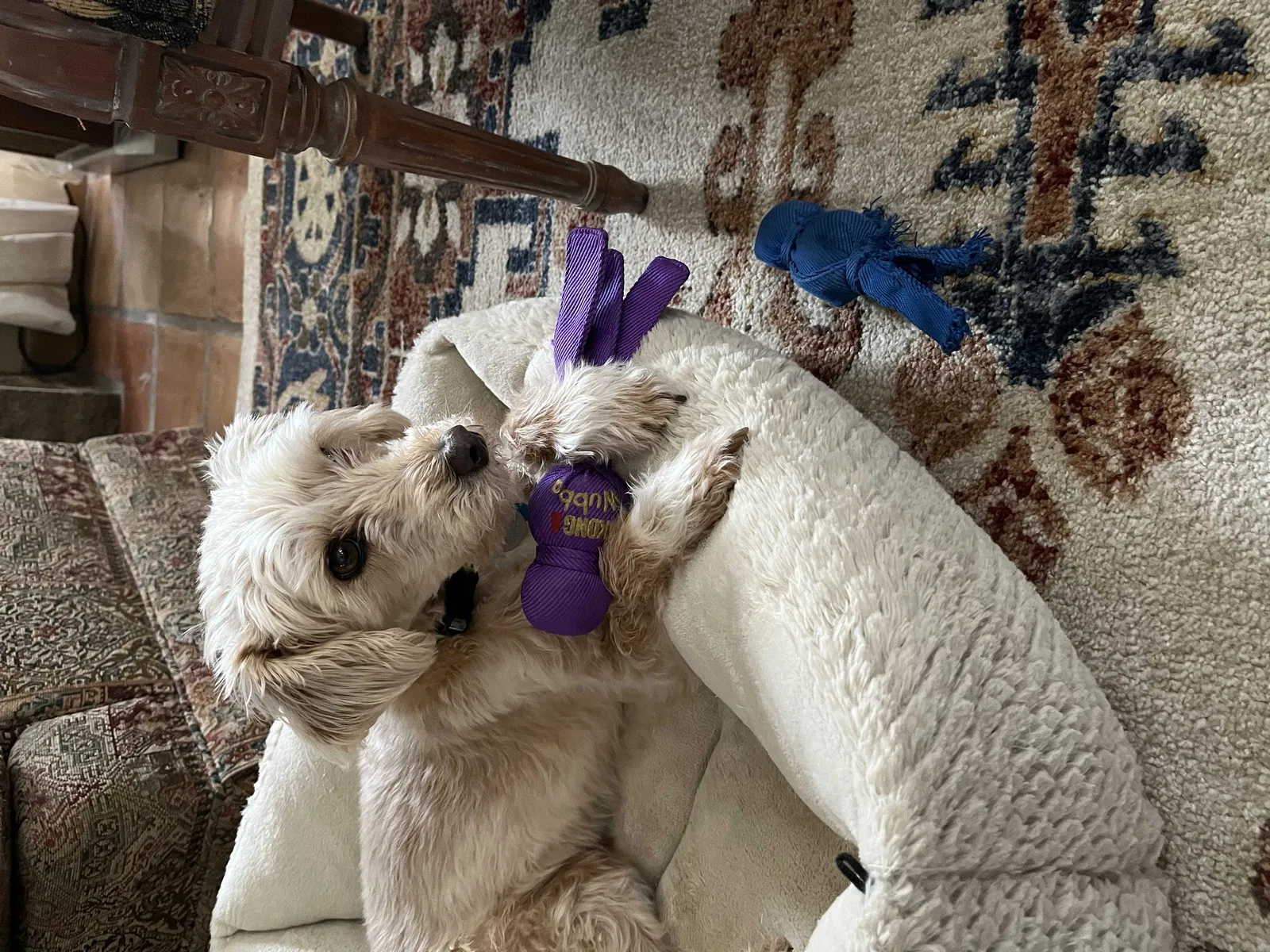 Lost dog in Phoenix, AZ, 85034